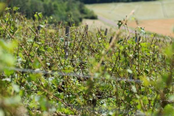 La grêle emporte une partie des futurs crémants de Bourgogne