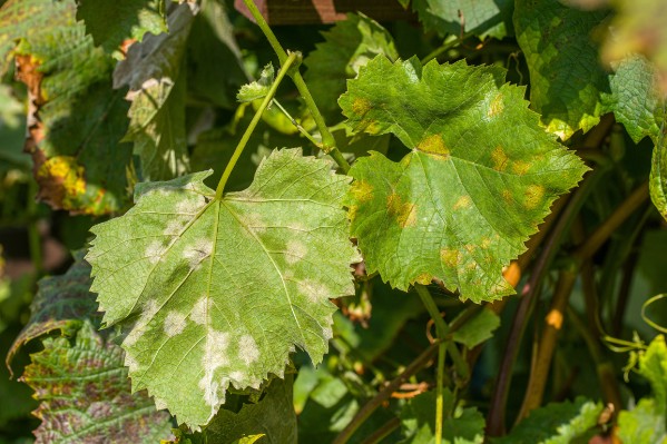 L'innovation dans les produits de biocontrôle s’essouffle au vignoble