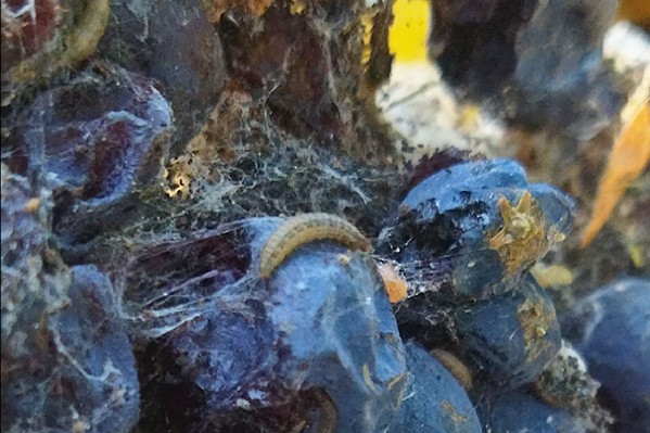 Cryptoblabes dans les vignobles de l’Ardèche, de la Drôme, et la Vallée du Rhône méridionale