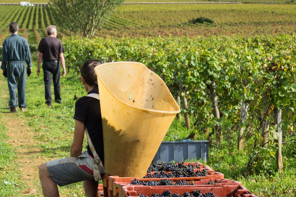 Bonification des exonérations des saisonniers viticoles rétroactive au 1e mai 2024