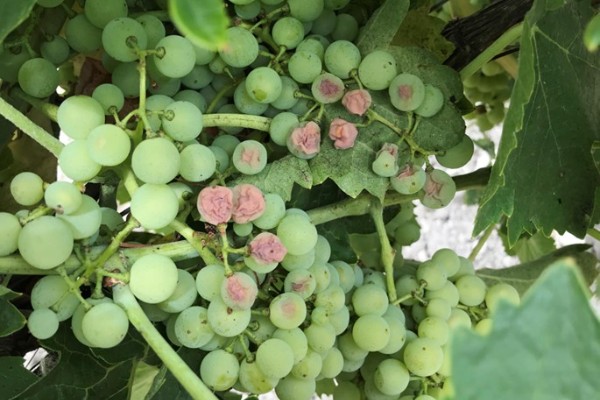 La vague de chaleur risque de griller de la vendange