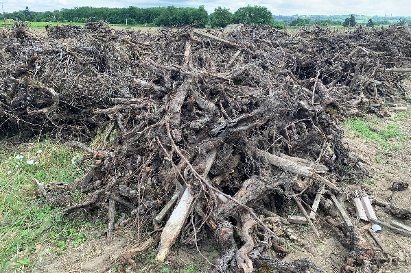 Un plan d’action emploi post-arrachage de vignes