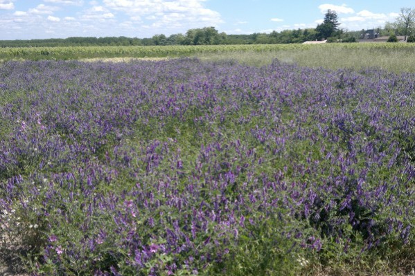 De l’efficacité du repos du sol contre le court-noué de la vigne
