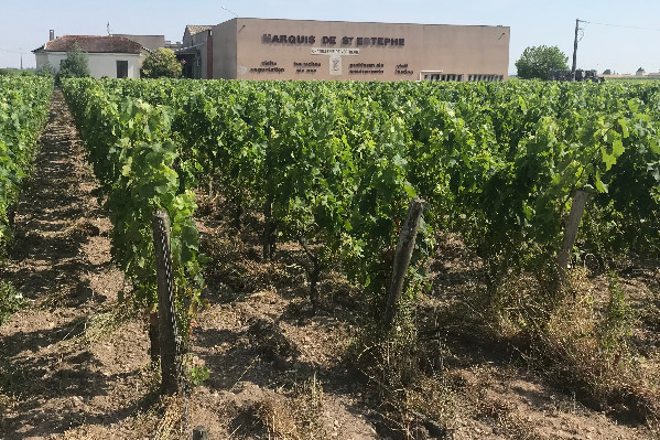 La cave de Saint-Estèphe en redressement judiciaire