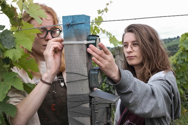 Ils veulent créer le Yuka de la biodiversité au vignoble