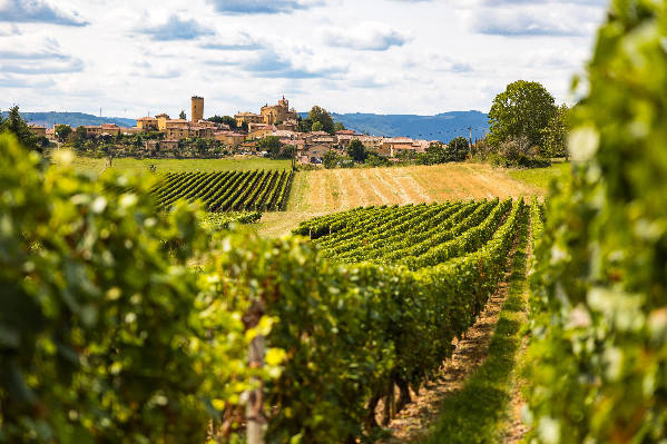 Pestiriv, l’étude sur l’exposition phyto des voisins de vignes retardée politiquement ?