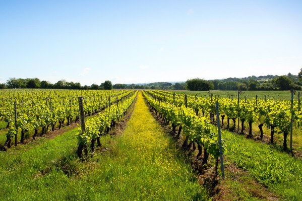 La viticulture bio en passe d’échapper aux phosphonates