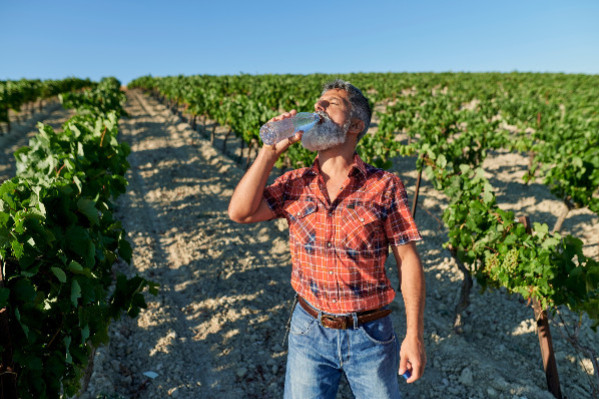 Les nouvelles règles du travail viticole sous fortes chaleurs
