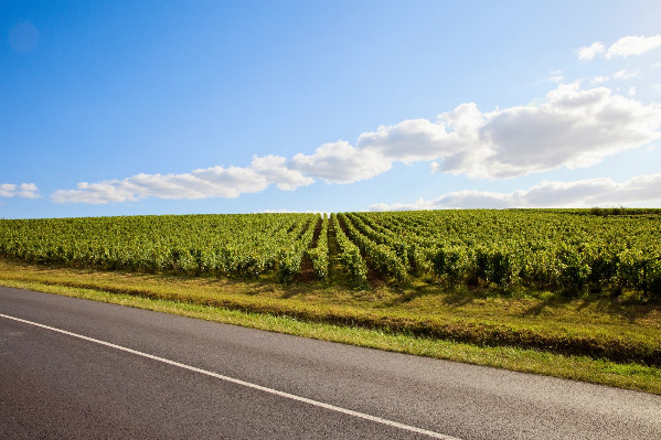Après la pluie et la grêle, les vignerons du Muscadet entre 'sérénité et résilience'