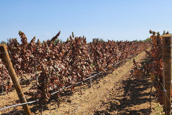 Dérogation de 120 jours pour deux insecticides contre la cicadelle africaine de la vigne