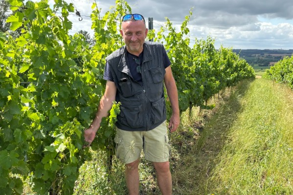 Cette coopérative prime jusqu’à 3 000 €/ha la plantation des vignes résistantes aux maladies ou aux fortes chaleurs