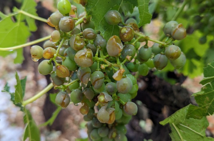 10 jours de grêle endommagent 30 000 hectares de vignes