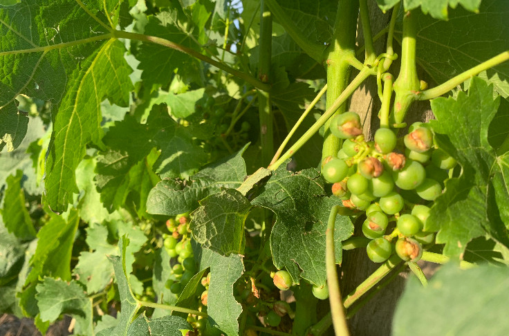 Pourquoi les vignerons ne sont pas la priorité du fonds de solidarité aux agriculteurs grêlés   