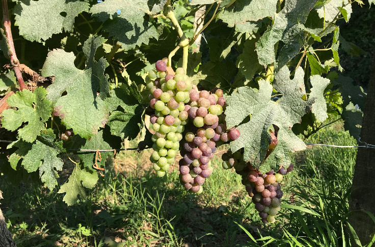 Le projet de vins blancs AOC Médoc déposé en 2023