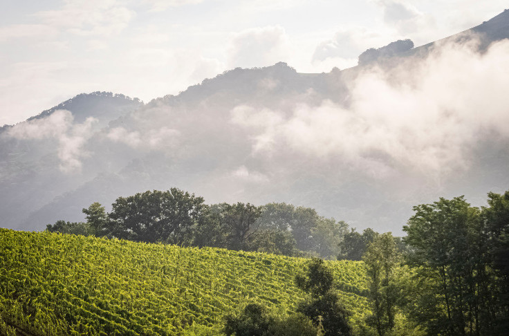 Gel, mildiou et coulure... Un millésime compliqué pour le vignoble d'Irouleguy