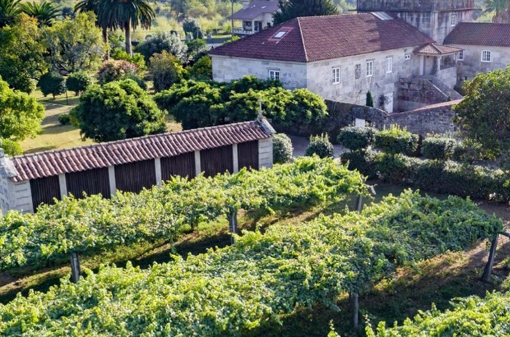 Torres mise sur le cépage albariño, pourquoi pas vous ?