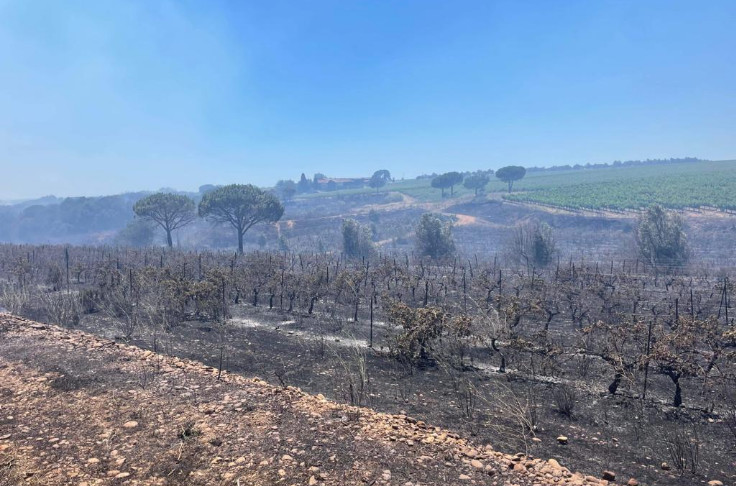 6 ha de vignes brûlées dans les incendies du Gard