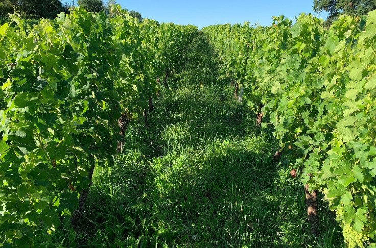 Vignerons, donnez votre avis sur l’évolution de la certification HVE