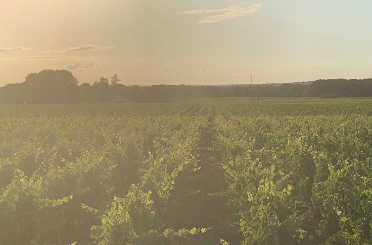 La vigne reprend un coup de chaud à plus de 35°C pendant 10 jours… au moins🥵
