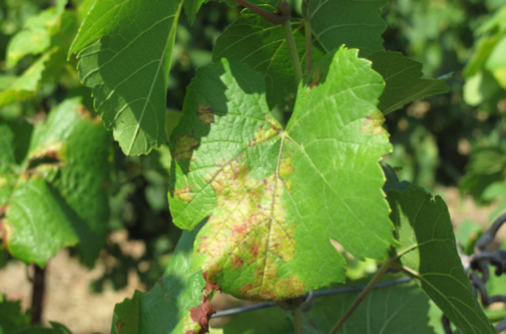 Bayer affine son modèle de protection du vignoble et prépare un nouvel antimildiou