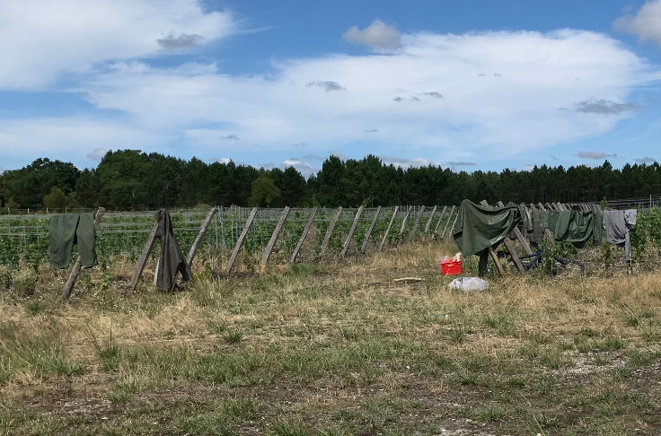 Le vignoble est le deuxième employeur de la ferme France   