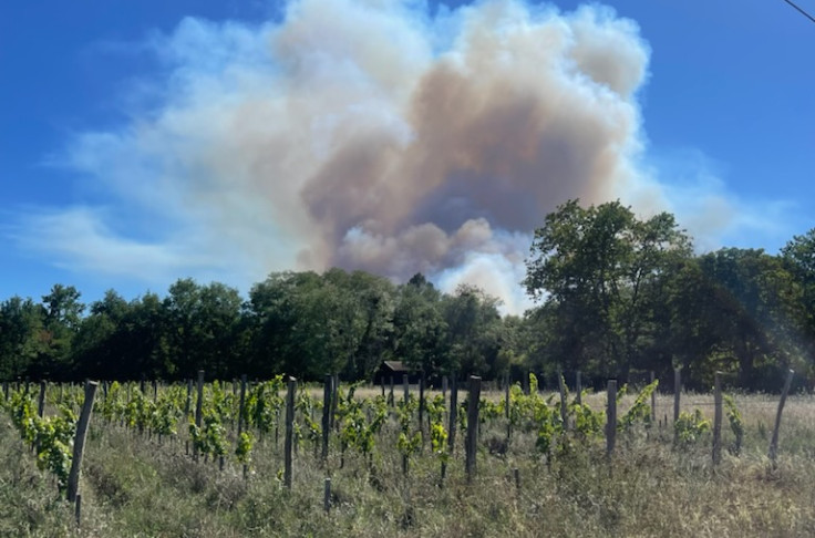 Les flammes épargnent les vignes de Bordeaux   