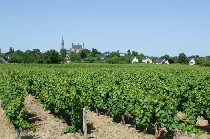 Le vignoble angevin attend la pluie