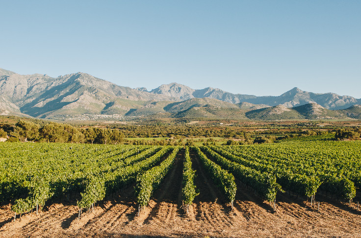 Stress hydrique et cryptoblabes inquiètent le vignoble corse