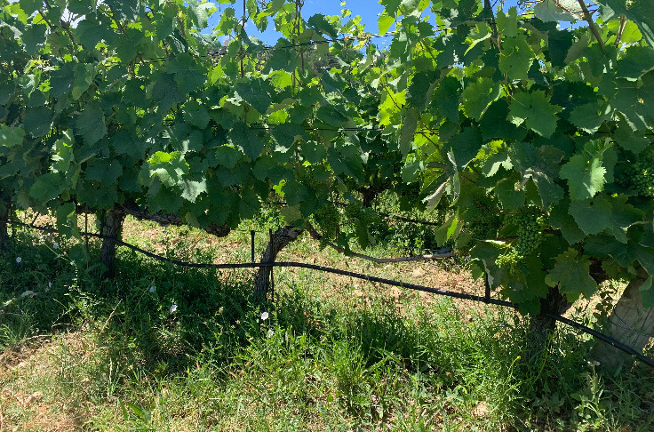 Cognac ne s'autorise pas une goutte d'eau de nappe phréatique pour irriguer ses vignes