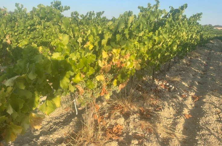 Le coup de chaud devient extrême, à 40°C les vignes vont suer 🔥🍇
