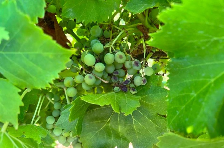La vigne résiste à la vague de chaleur, mais souffre du manque d’eau