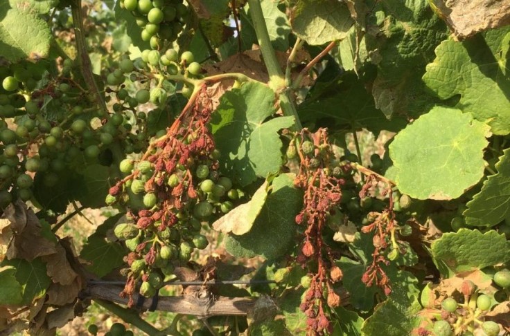 La canicule ampute 20 % de la récolte des vignerons du Muscadet