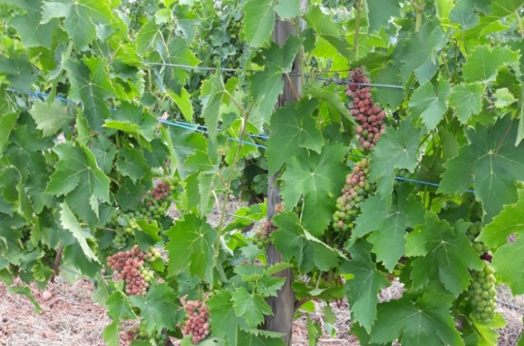 Échaudage et grêle s'abattent sur le vignoble d’Alsace