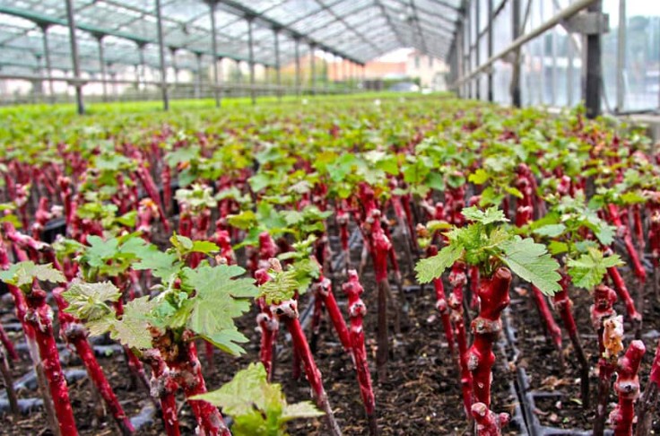 Gros moyens pour faire émerger la filière de plants de vigne bio