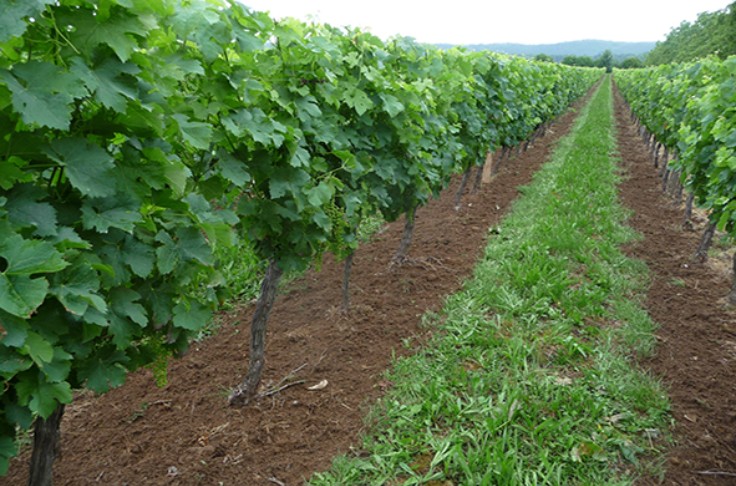 Non, passer en bio ne fait pas baisser le rendement de la vigne