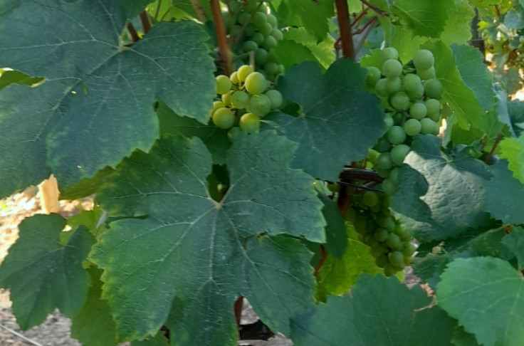 Dans les vignes de Mâcon, une récolte mise au défi de l’oïdium et de la chaleur