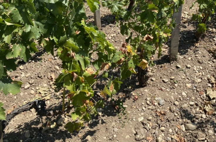 Les vignerons à sec face à la rapidité du changement climatique   