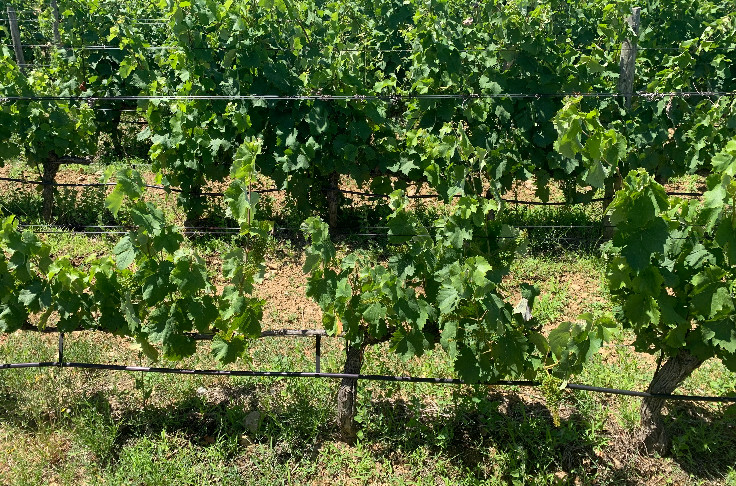 Cognac aims to outlaw use of groundwater for irrigating vineyards
