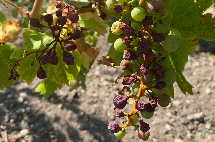 Besoin d’eau pour sauver les jeunes vignes de Bordeaux