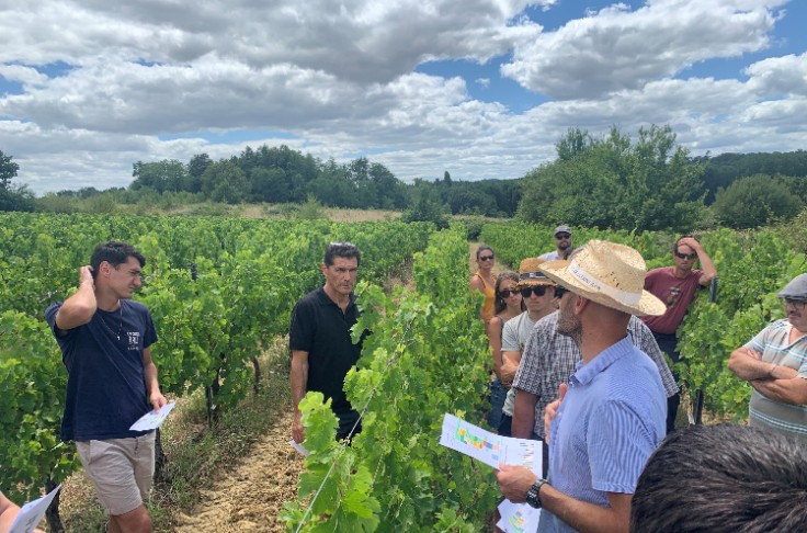 Les vignerons doivent élever leur tolérance aux herbes face aux limites du glyphosate et du beloukha