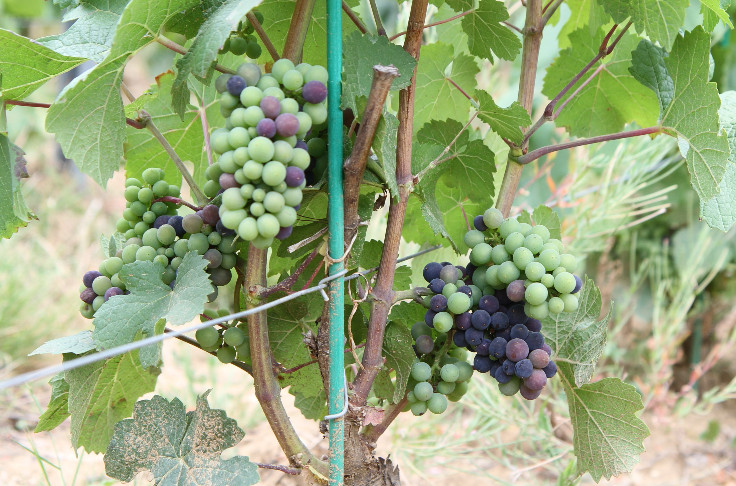 Les vignes de Côte d’Or à une pluie d’un millésime généreux