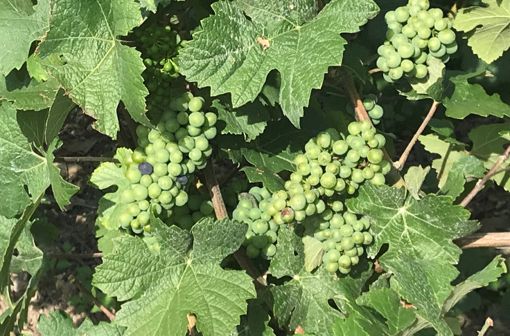 De belles vendanges en perspective pour la Champagne