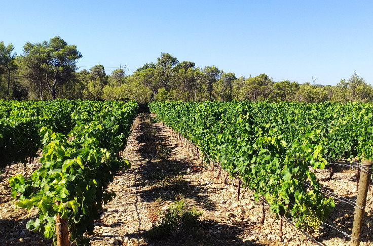 Déficit hydrique hétérogène et craintes sur les acidités pour les vins 2022