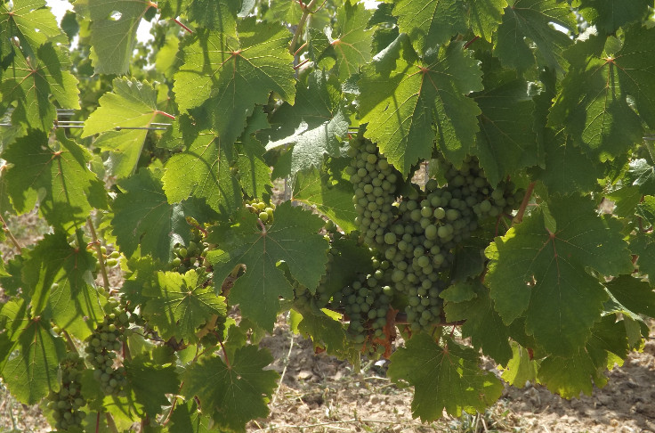 Réserve interprofessionnelle pour 8 % des vins blancs de Touraine
