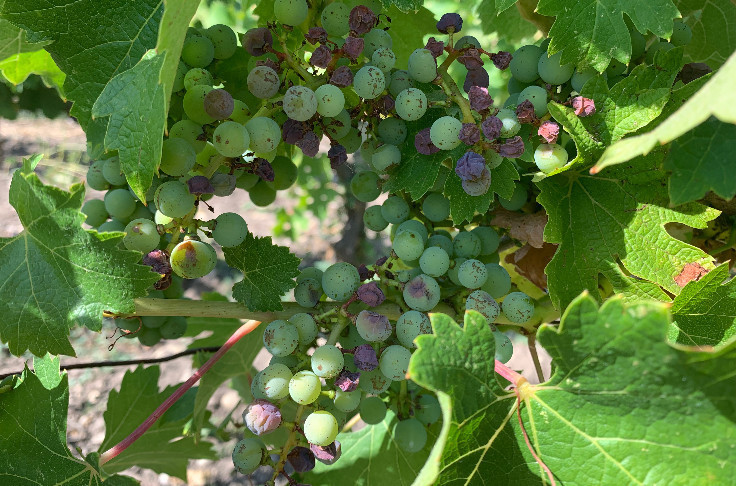 Les vignes vont griller sous de nouveaux coups de chaleur... et de chalumeau ☀️🥵☀️