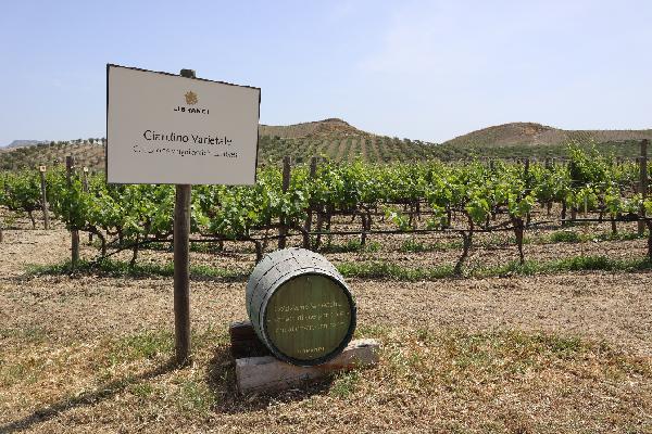  Cirò, la perle de la Calabre en Italie