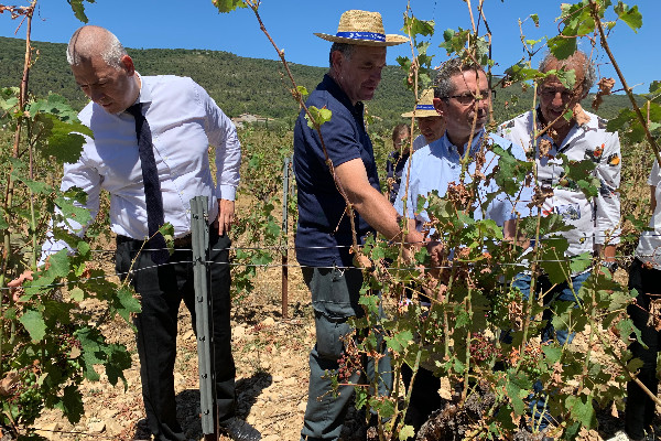 Le vignoble trace ses lignes rouges pour la future assurance récolte