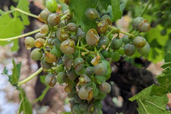 10 jours de grêle endommagent 30 000 hectares de vignes