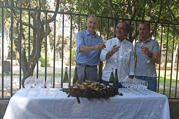 Les vins de Picpoul de Pinet à la conquête de leur propre territoire