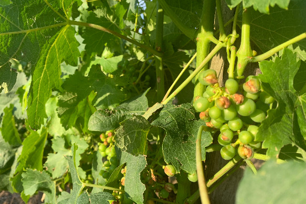 Pourquoi les vignerons ne sont pas la priorité du fonds de solidarité aux agriculteurs grêlés   